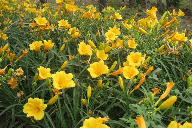 大花萱草.jpg 大花萱草.jpg